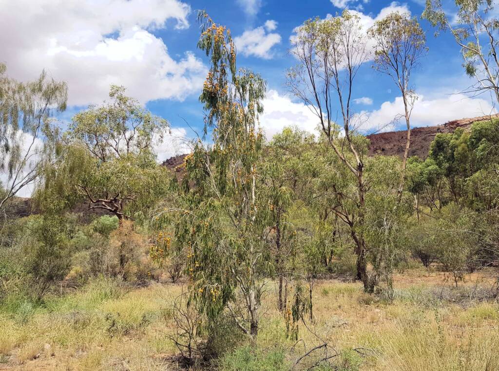 Native Apricot (Pittosporum angustifolium)