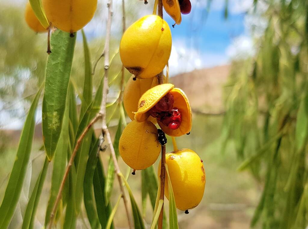 Native Apricot (Pittosporum angustifolium)