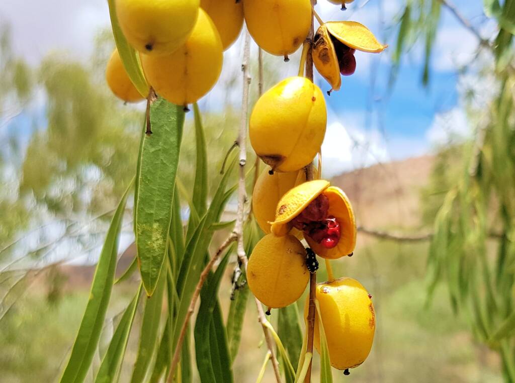 Native Apricot (Pittosporum angustifolium)