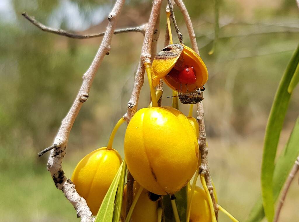 Native Apricot (Pittosporum angustifolium)