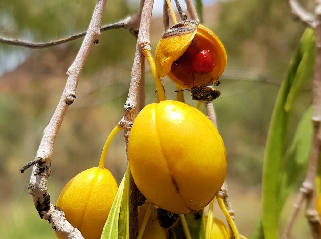 Native Apricot (Pittosporum angustifolium)