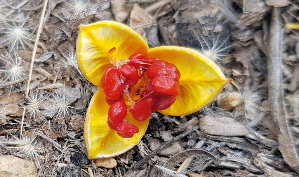 Native Apricot (Pittosporum angustifolium)