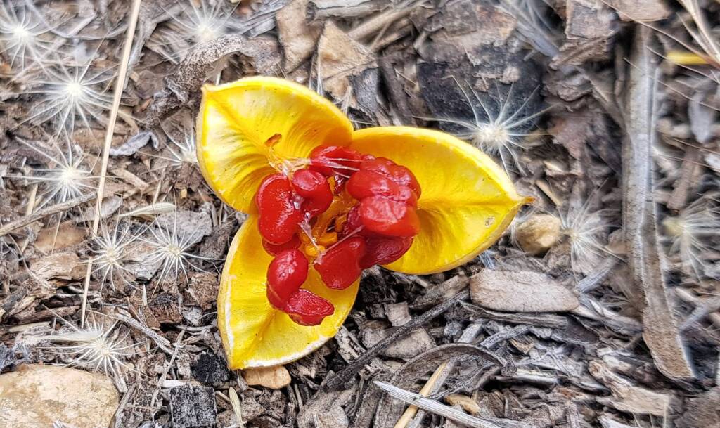 Native Apricot (Pittosporum angustifolium)