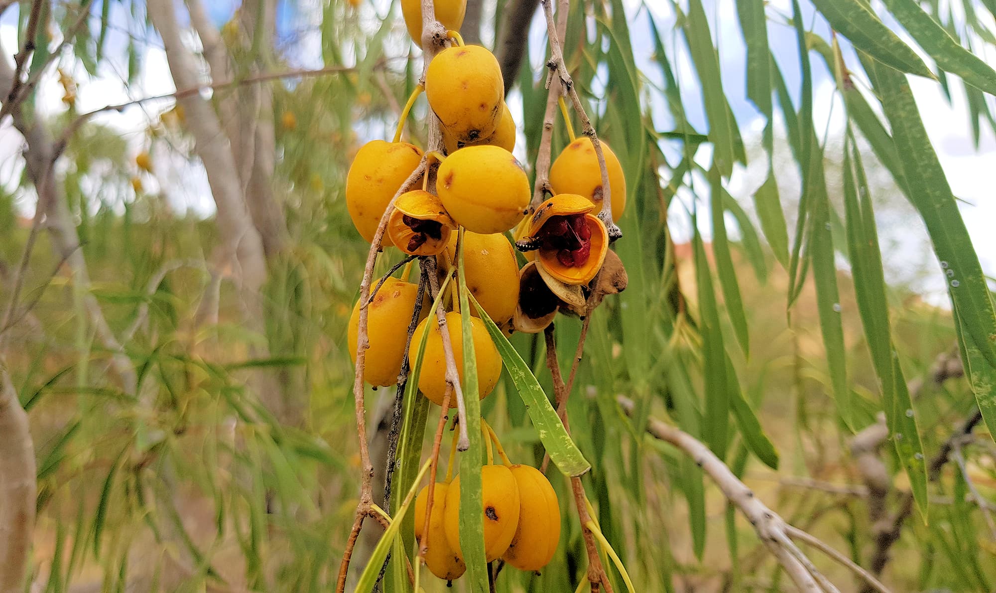 Native Apricot (Pittosporum angustifolium)