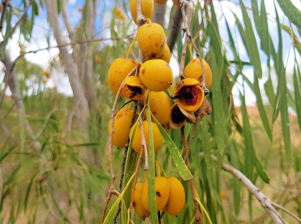 Native Apricot (Pittosporum angustifolium)
