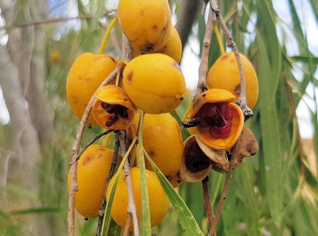 Native Apricot (Pittosporum angustifolium)