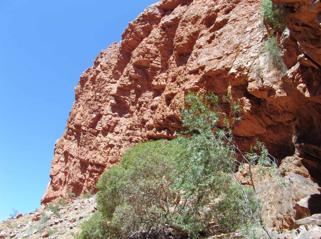 Native Fig (Ficus platypoda), Simpsons Gap