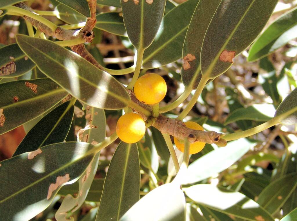 Native Fig (Ficus platypoda), Simpsons Gap