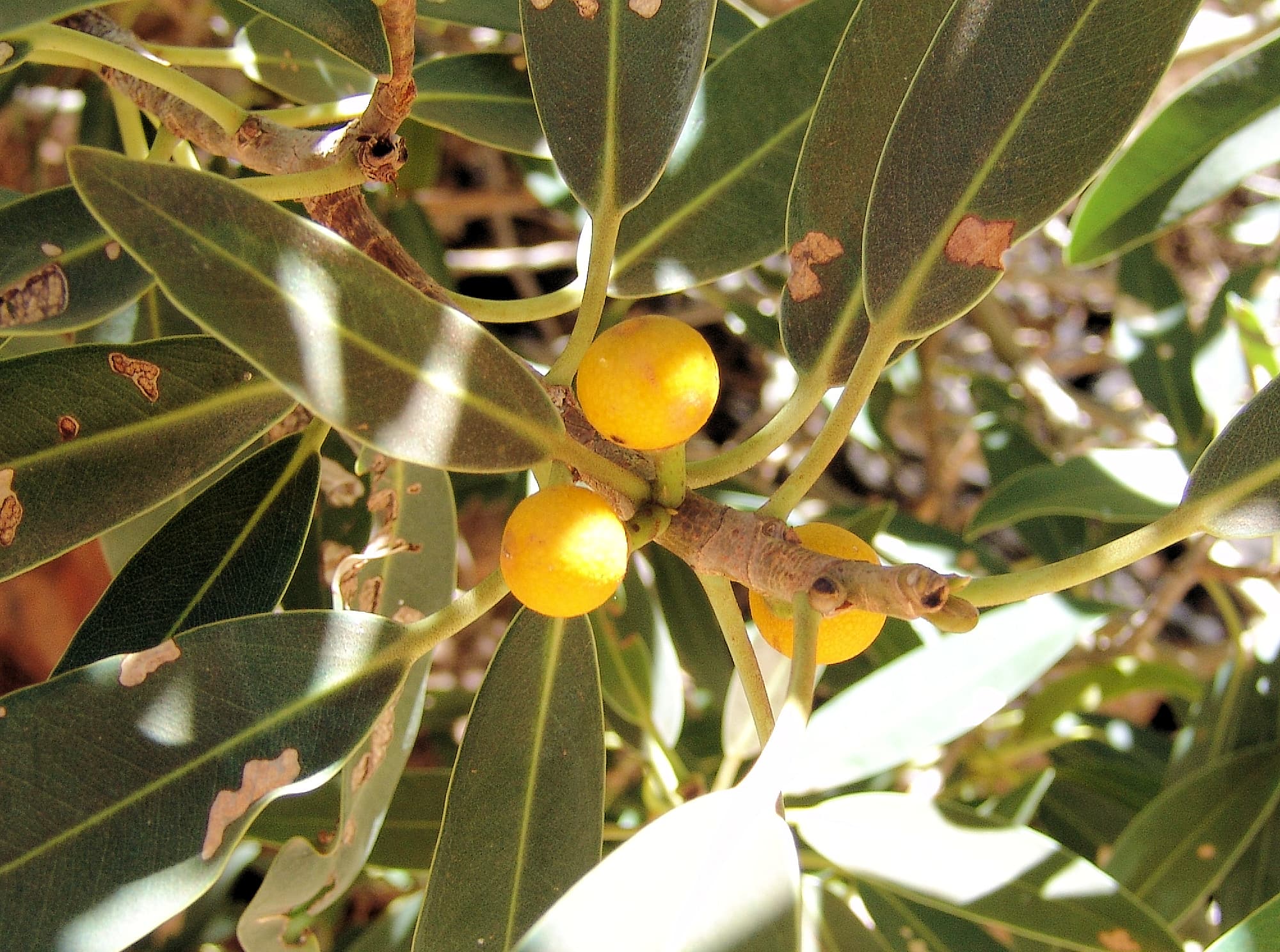 Native Fig (Ficus platypoda), Simpsons Gap