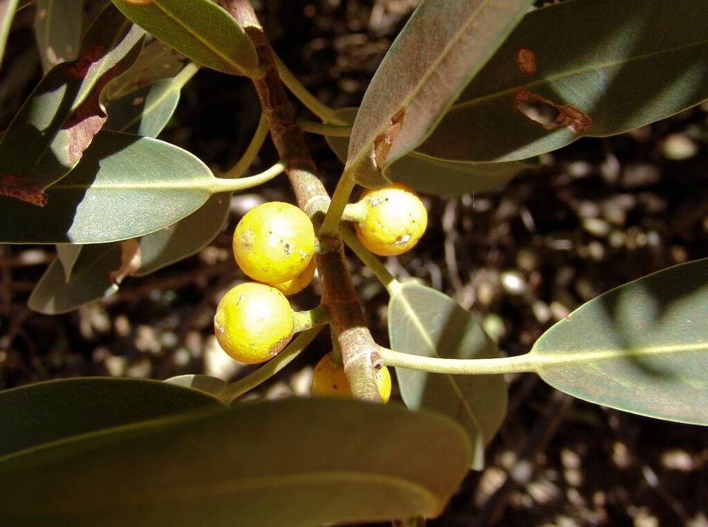 Native Fig (Ficus platypoda), Simpsons Gap