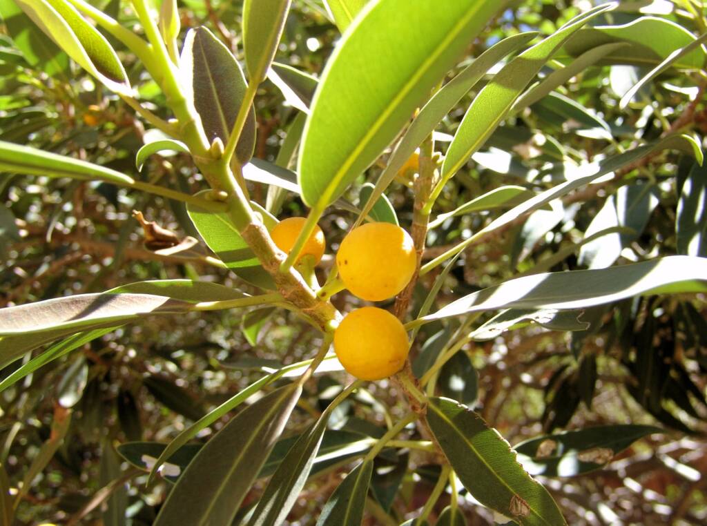 Native Fig (Ficus platypoda), Simpsons Gap
