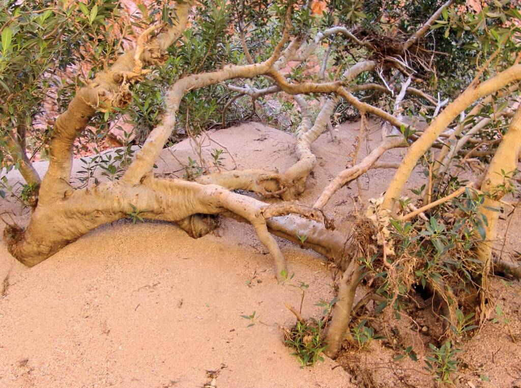 Native Fig (Ficus platypoda), Simpsons Gap