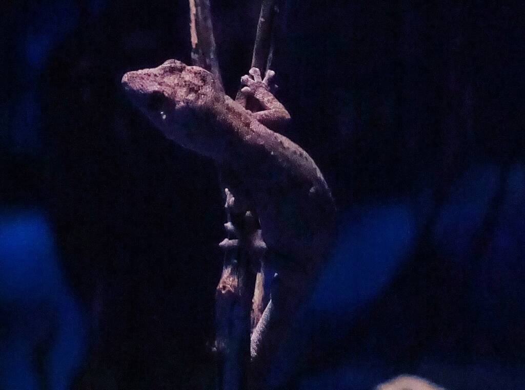 Northern Spiny-tailed Gecko's (Strophurus ciliaris), Alice Springs Desert Park