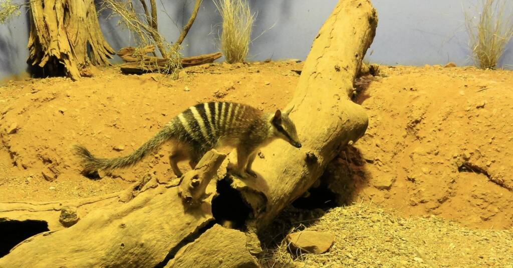 Numbat (Myrmecobius fasciatus), Alice Springs Desert Park