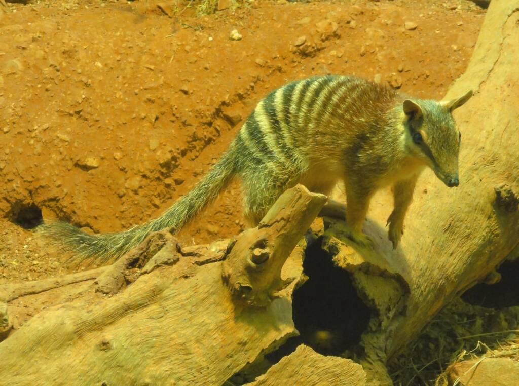 Numbat (Myrmecobius fasciatus), Alice Springs Desert Park