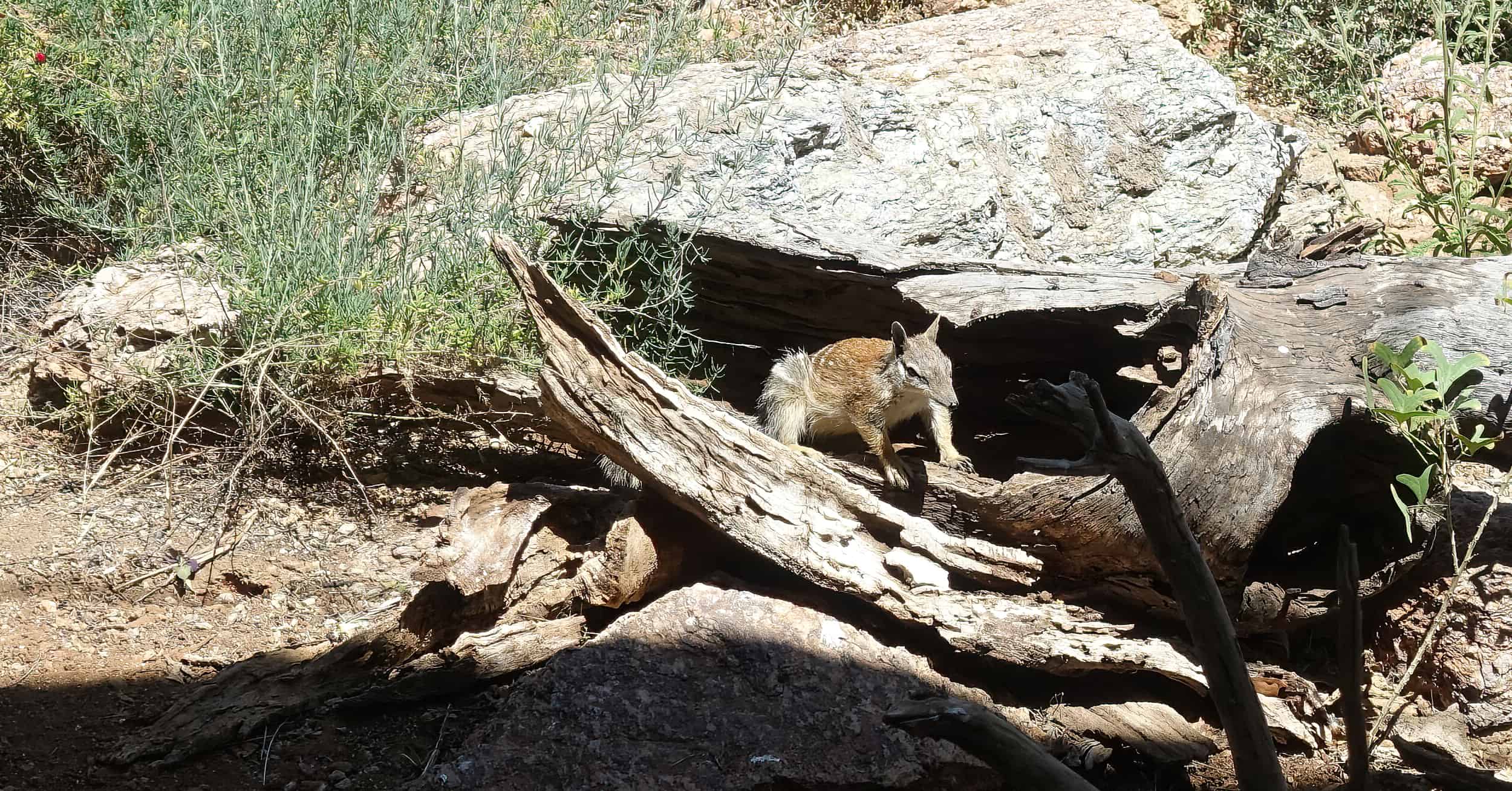 Numbat (Myrmecobius fasciatus)
