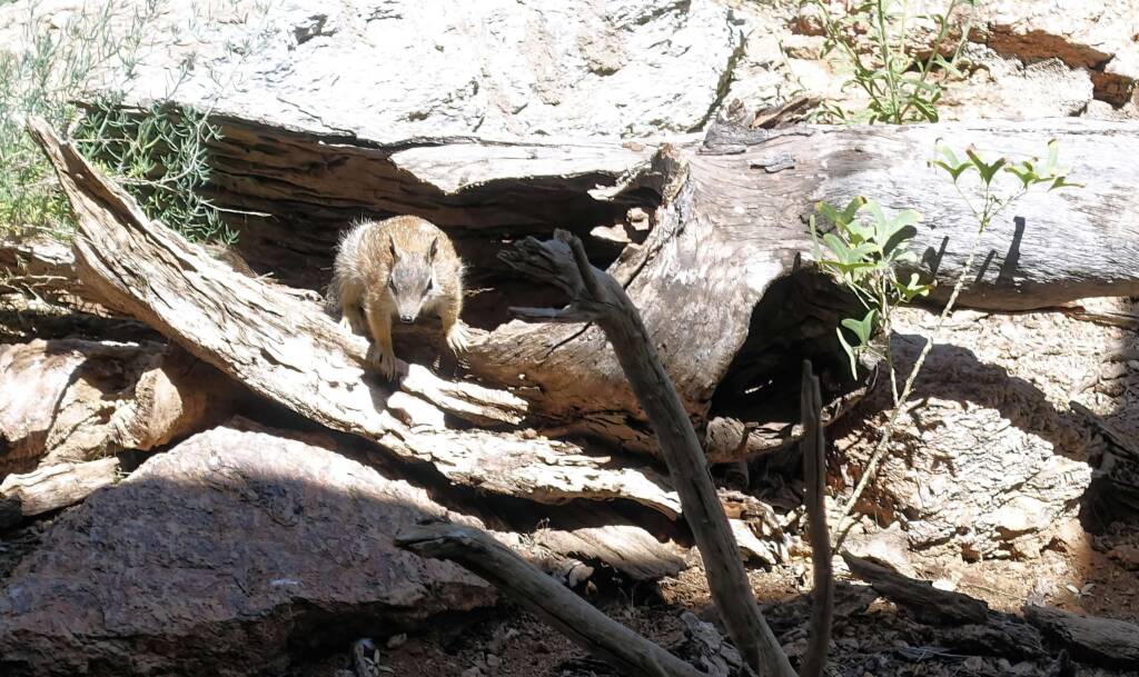 Numbat (Myrmecobius fasciatus)