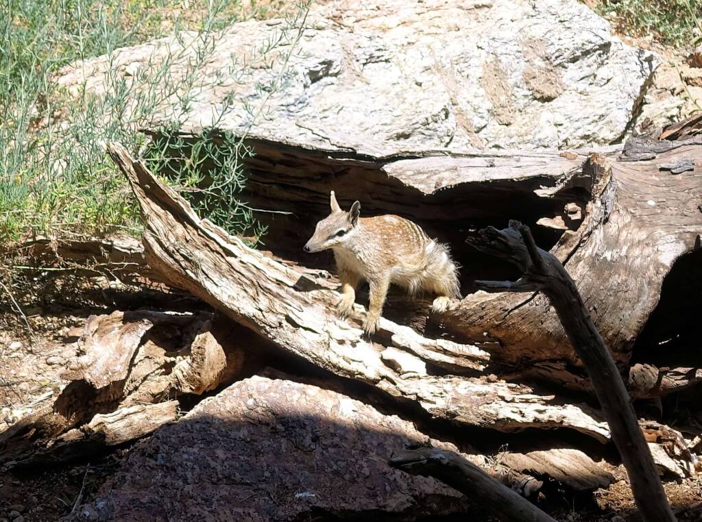 Numbat (Myrmecobius fasciatus)