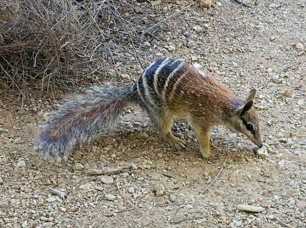 Numbat (Myrmecobius fasciatus)