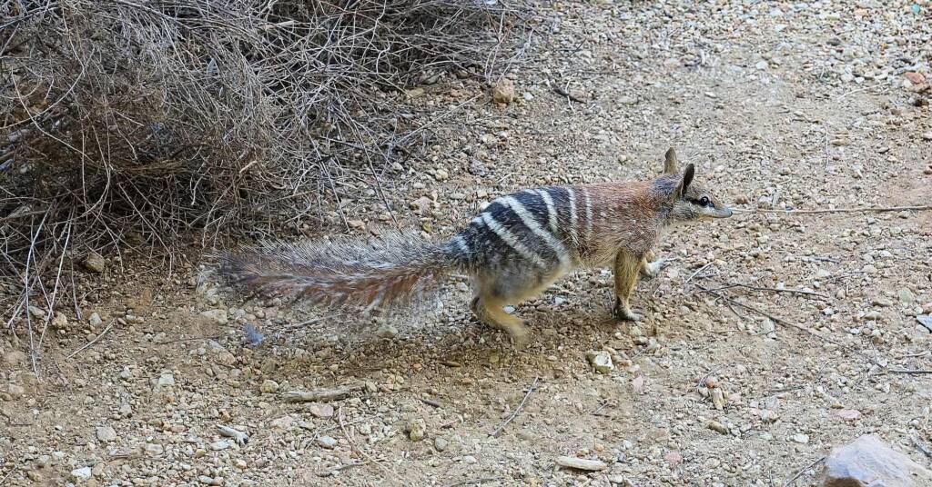 Numbat (Myrmecobius fasciatus)