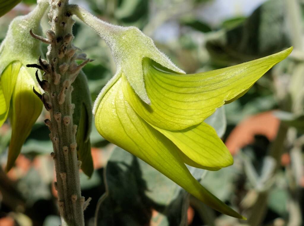 Parrot Pea (Crotalaria cunninghamii)
