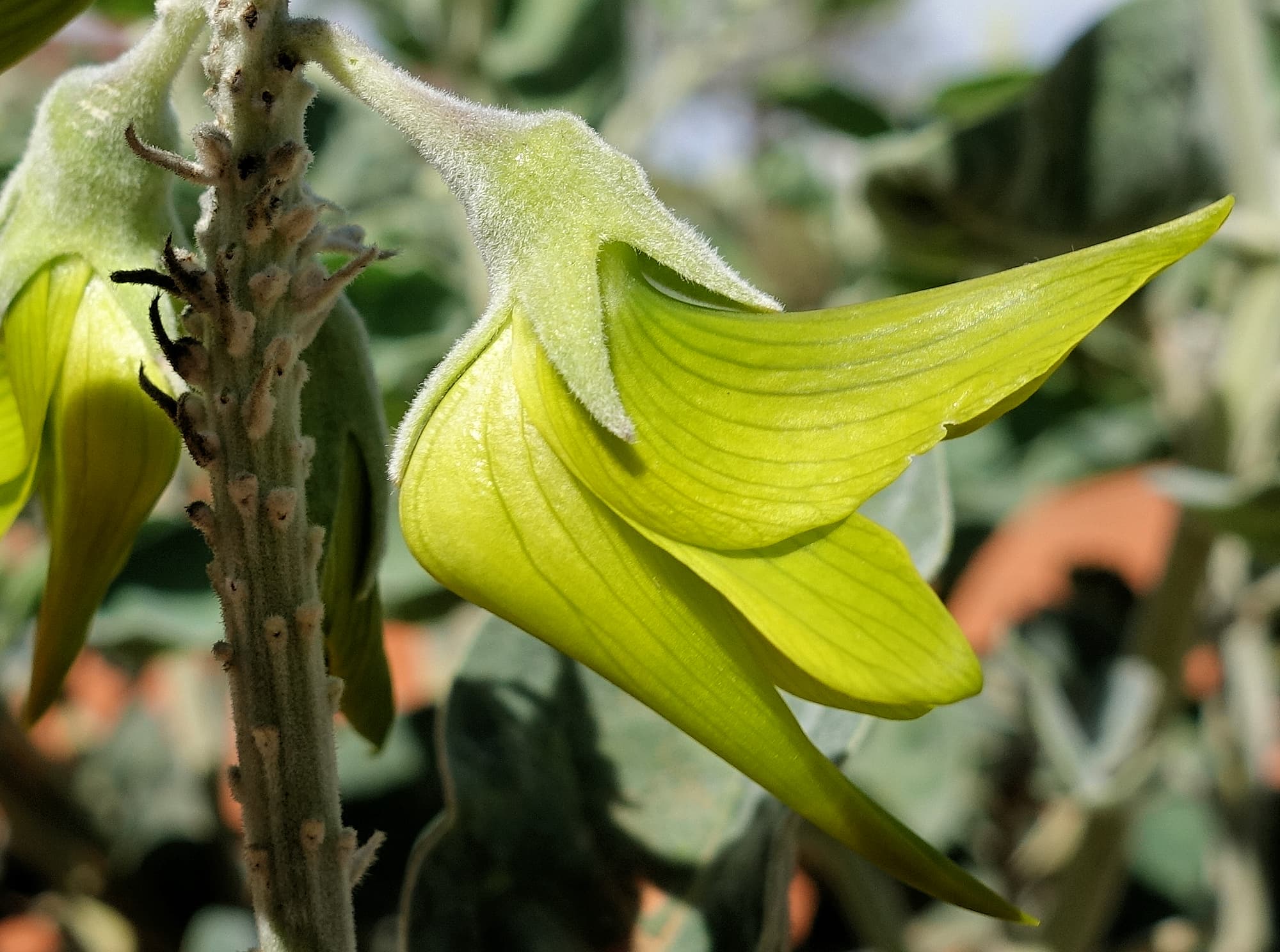 Parrot Pea (Crotalaria cunninghamii)