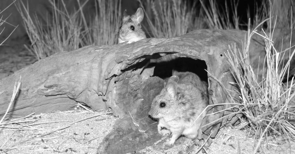 Plains Rat (Pseudomys australis), Alice Springs Desert Park
