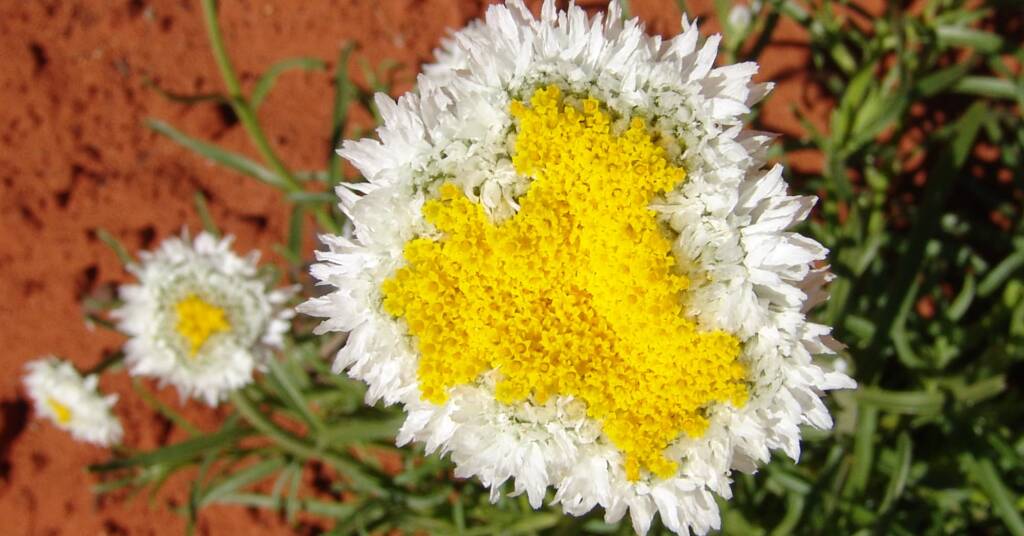 Poached Egg Daisy (Polycalymma stuartii), Alice Springs Desert Park