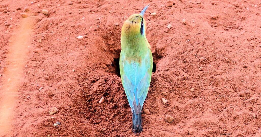Rainbow Bee-eater (Merops ornatus), Alice Springs Desert Park