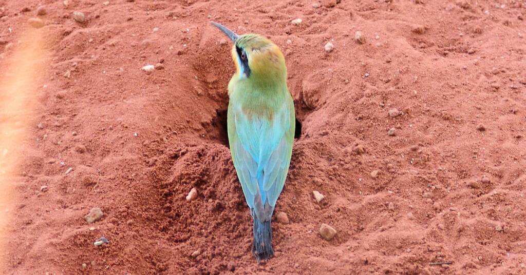 Rainbow Bee-eater (Merops ornatus), Alice Springs Desert Park