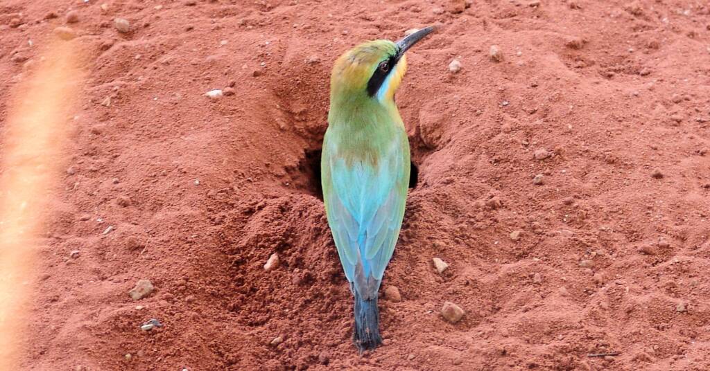 Rainbow Bee-eater (Merops ornatus), Alice Springs Desert Park