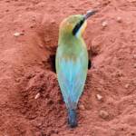 Rainbow Bee-eater (Merops ornatus), Alice Springs Desert Park
