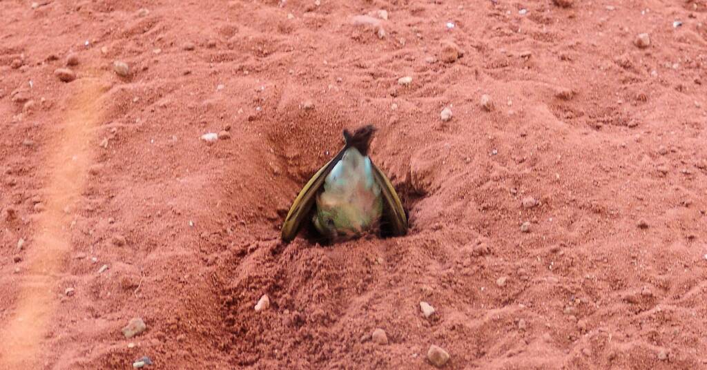 Rainbow Bee-eater (Merops ornatus), Alice Springs Desert Park