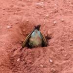 Rainbow Bee-eater (Merops ornatus), Alice Springs Desert Park