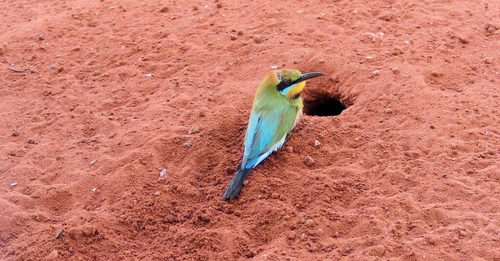 Rainbow Bee-eater (Merops ornatus), Alice Springs Desert Park