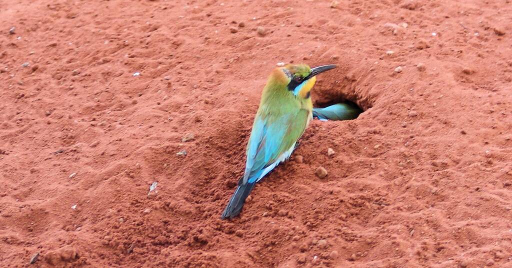 Rainbow Bee-eater (Merops ornatus), Alice Springs Desert Park