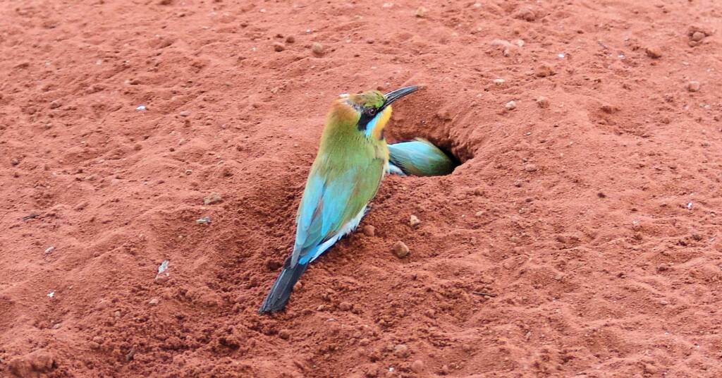 Rainbow Bee-eater (Merops ornatus), Alice Springs Desert Park