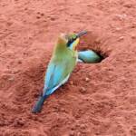 Rainbow Bee-eater (Merops ornatus), Alice Springs Desert Park