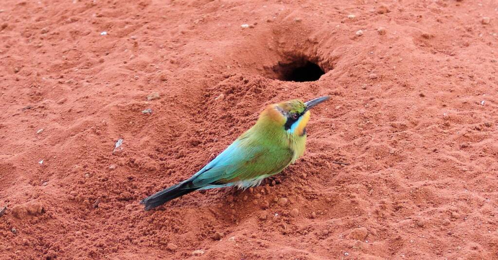 Rainbow Bee-eater (Merops ornatus), Alice Springs Desert Park