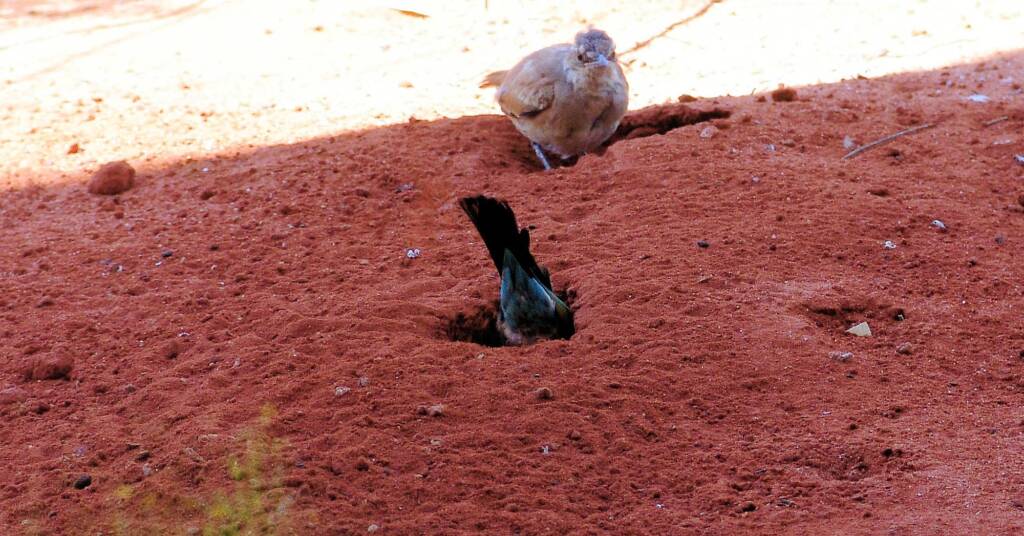 Rainbow Bee-eater (Merops ornatus), Alice Springs Desert Park