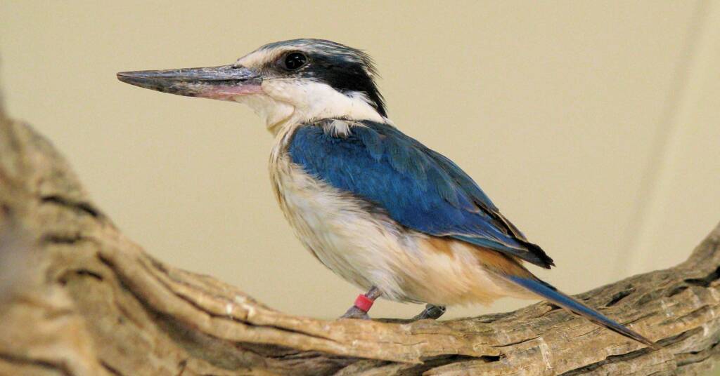 Red-backed Kingfisher (Todiramphus pyrrhopygius), Alice Springs Desert Park