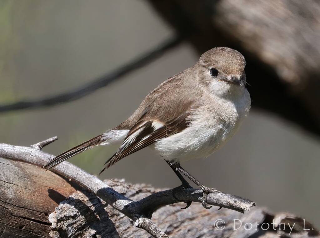Juvenile Red-capped Robin (Petroica goodenovii)