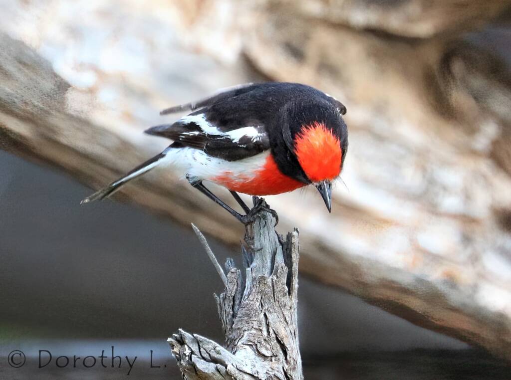 Red-capped Robin (Petroica goodenovii)