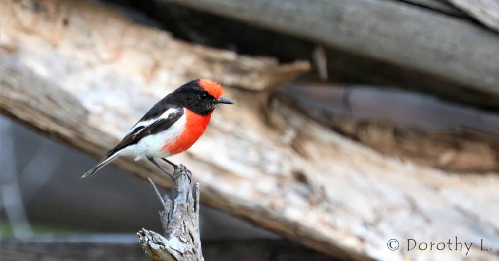 Red-capped Robin (Petroica goodenovii)