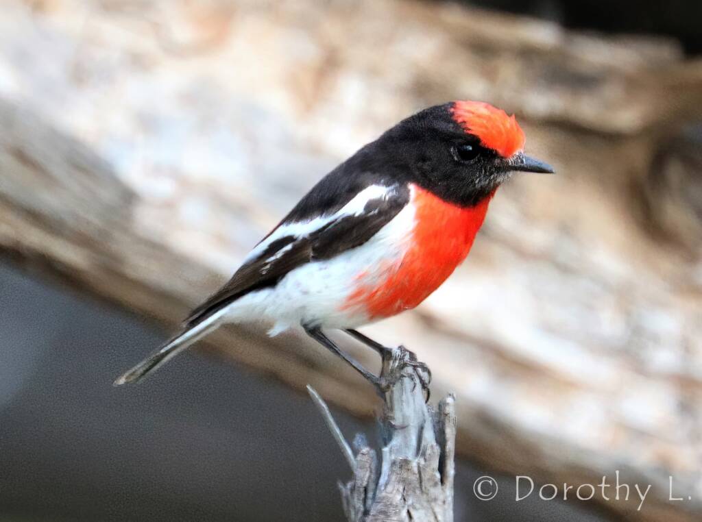 Red-capped Robin (Petroica goodenovii)