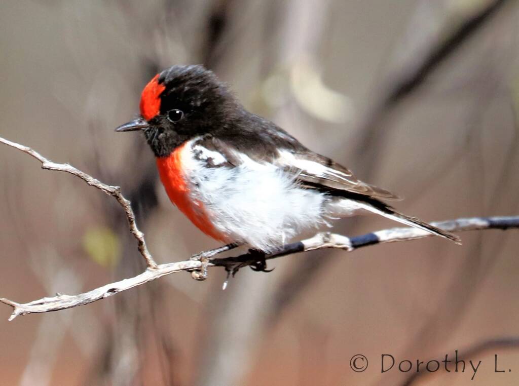 Red-capped Robin (Petroica goodenovii)
