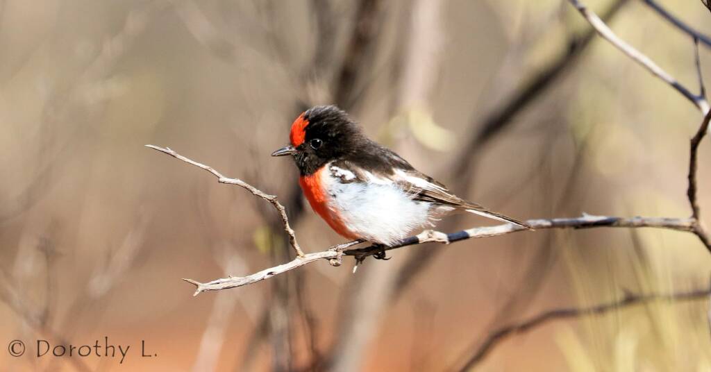 Red-capped Robin (Petroica goodenovii)