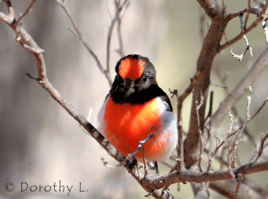 Red-capped Robin (Petroica goodenovii)