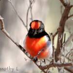 Red-capped Robin (Petroica goodenovii)