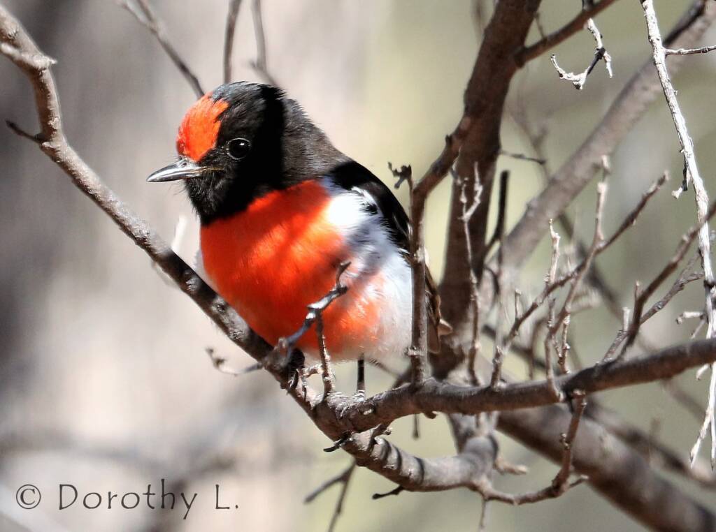 Red-capped Robin (Petroica goodenovii)